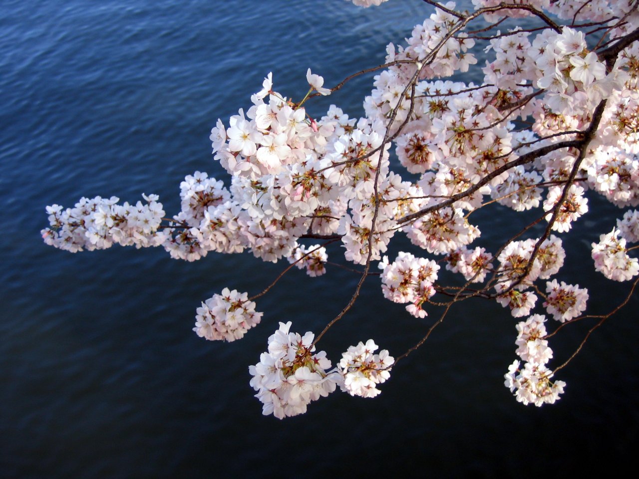 Cherry Blossom Template Blogger