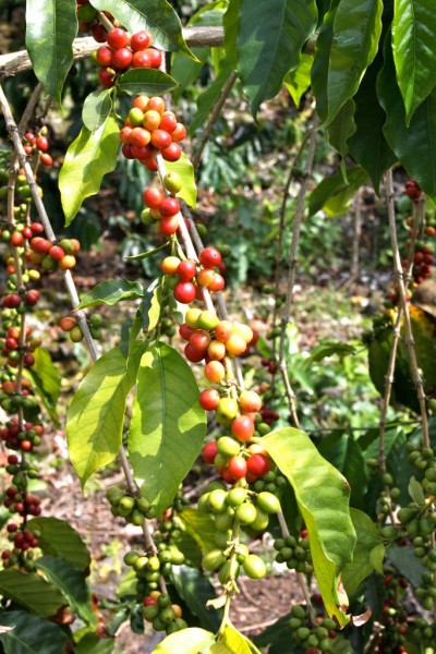 Cherries