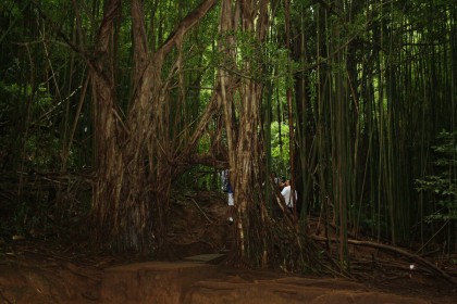 Banyan Tunnel