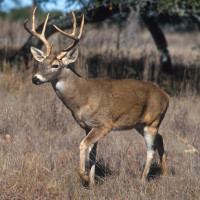 Let Them Eat Venison!