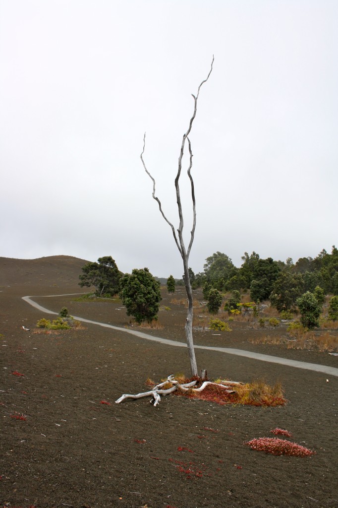 Devastation Trail