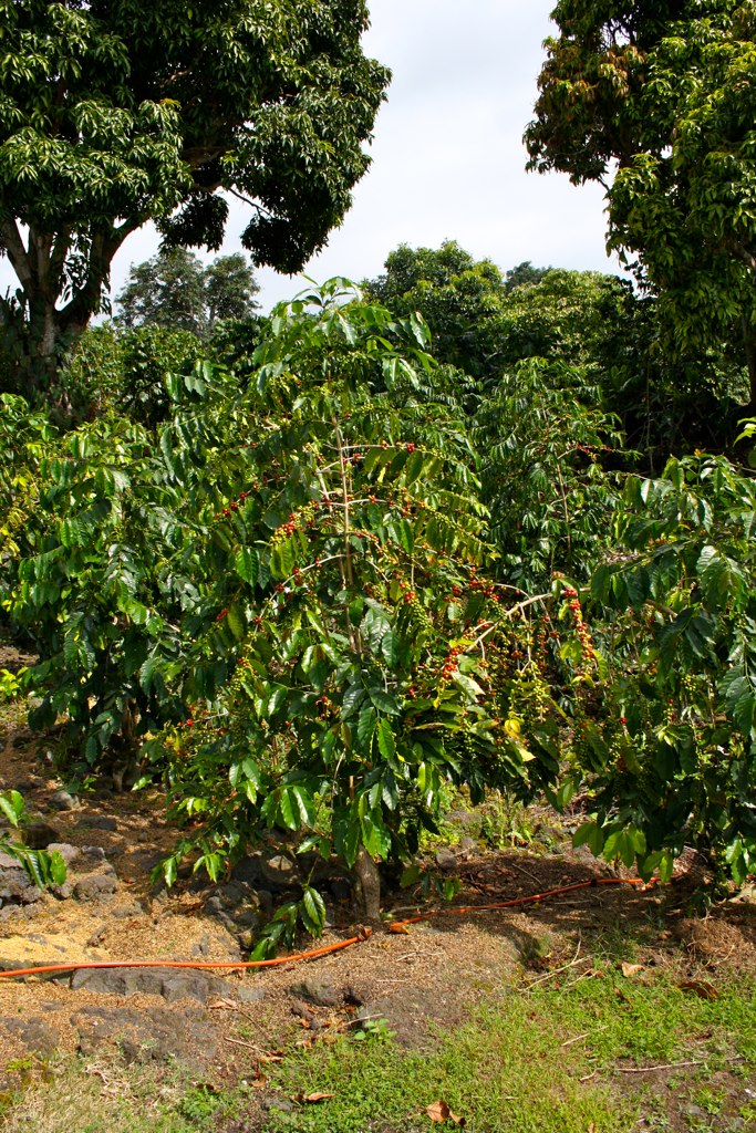 Coffee Plant â€“ Shall Not Be Questioned