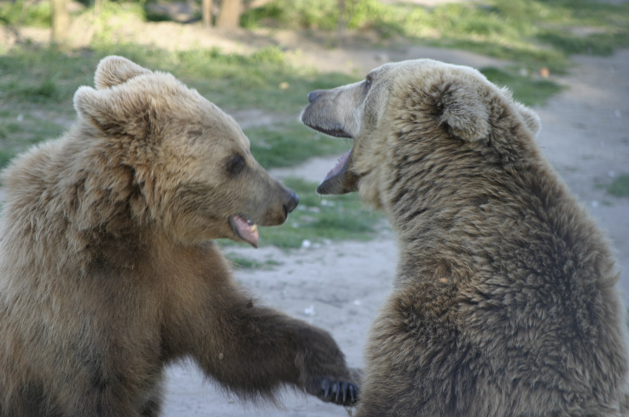 Bear Fight